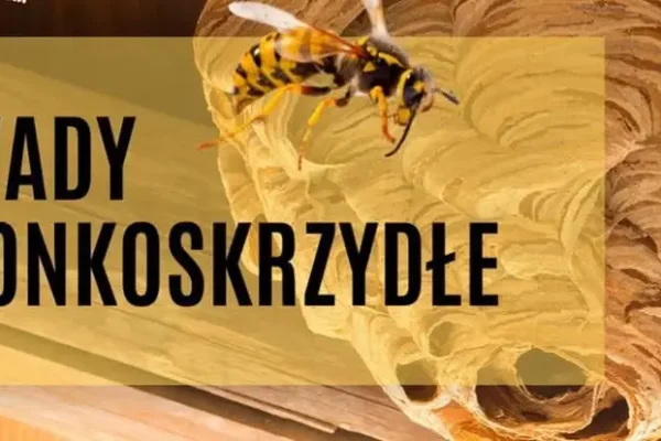 Uwaga na owady błonkoskrzydłe – kto odpowiada za usunięcie gniazda?