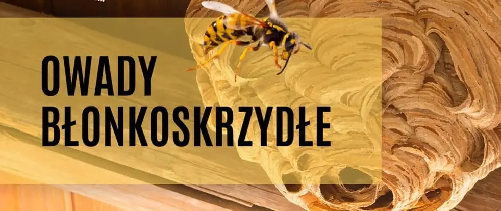 Uwaga na owady błonkoskrzydłe – kto odpowiada za usunięcie gniazda?