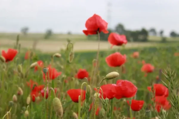 Dożynki w gminie Przemęt: Mochy, Nowa Wieś, Popowo Stare i Kaszczor dziękowały za plony